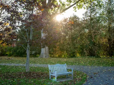 fall landscape focused on a lone wooden bench under a maple tree