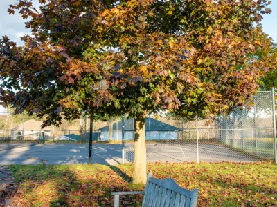 Lone bench next to a red maple tree with a single tennis court visible in the background